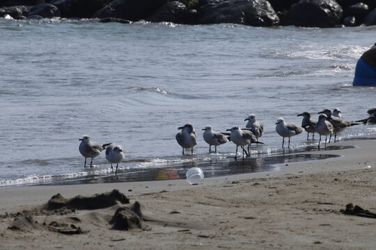parvada de gaviotas aves marinas en la playa sobre la arena con algunos mont&iacute;culos y el mar con olas con piedras al fondo