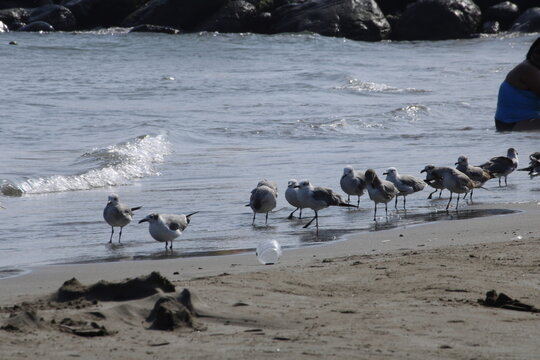 conjunto de gaviotas aves marinas en la playa sobre la arena con algunos mont&iacute;culos, vaso de plastico y el mar con olas y espuma blanca con piedras al fondo