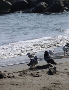 grupo de aves marinas gaviotas en la playa sobre la arena y las olas del mar, con pichones entre ellas y con piedras de fondo