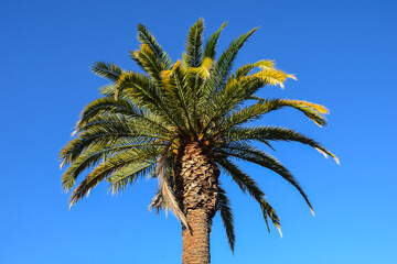 palm tree against blue sky