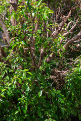 Obraz premium Close-up of vibrant green leafy branches, highlighting natural beauty and textures