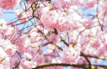 Baum in voller Blüte mit zarten rosa Blüten, Frühlingsstimmung. Symbol für Neubeginn und Schönheit der Natur.