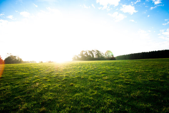 Gro&szlig;e, freistehende Eiche auf einer Wiese im warmen Morgenlicht. Sonnenaufgang im Hintergrund, Symbol f&uuml;r St&auml;rke und Best&auml;ndigkeit.