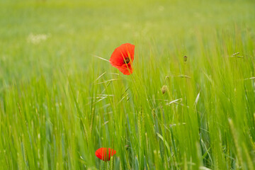Einzelne rote Mohnblume in einem noch grünen Getreidefeld. Kontrastreiches, minimalistisches Naturmotiv, Symbol für Individualität und Schönheit