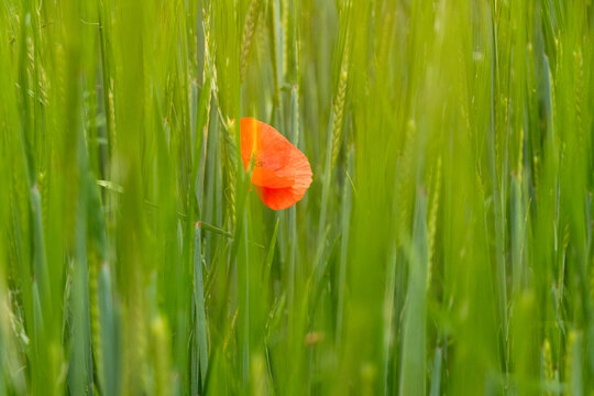 Einzelne rote Mohnblume in einem noch gr&uuml;nen Getreidefeld. Kontrastreiches, minimalistisches Naturmotiv, Symbol f&uuml;r Individualit&auml;t und Sch&ouml;nheit