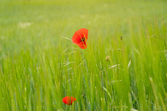 Einzelne rote Mohnblume in einem noch gr&uuml;nen Getreidefeld. Kontrastreiches, minimalistisches Naturmotiv, Symbol f&uuml;r Individualit&auml;t und Sch&ouml;nheit