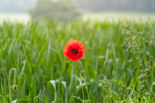 Einzelne rote Mohnblume in einem noch gr&uuml;nen Getreidefeld. Kontrastreiches, minimalistisches Naturmotiv, Symbol f&uuml;r Individualit&auml;t und Sch&ouml;nheit