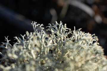 macro photography with clusters of lichens and their spores