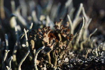 macro photography with clusters of lichens and their spores