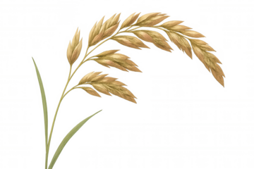 Oat cereal grain plant illustration on transparent background, symbolizing agriculture, harvest and natural food