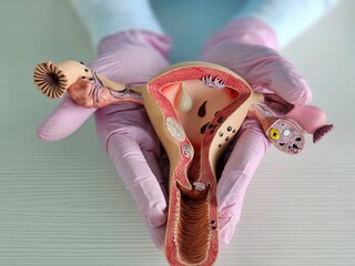 Educational model of human female reproductive system held hands for anatomical study