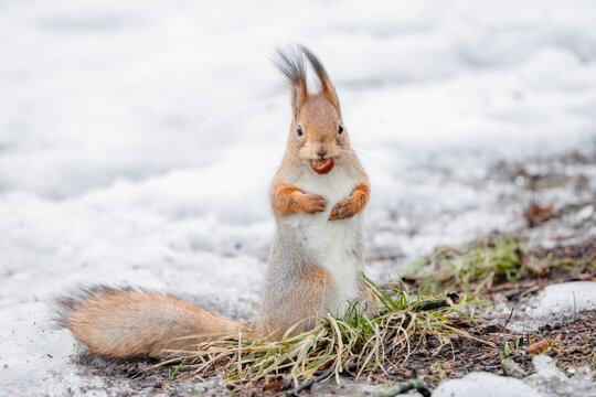 A red squirrel with a hazelnut in its teeth in the snow in winter