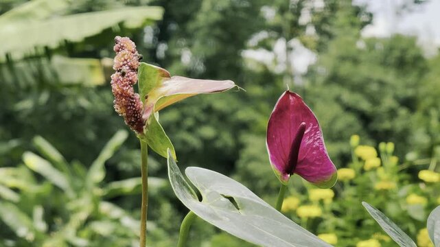 Laceleaf Flower Plant, Anthurium Flower Stock Video