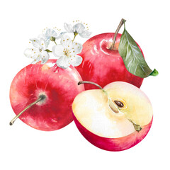 Apples, whole and half with fresh leaf and flowers, hand drawn watercolor illustration isolated on white. Ripe juicy red fruits, bright colorful clip art for food, garden, rustic design, packaging