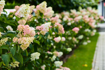 Experience the enchanting beauty of vibrant Hydrangea Blooms in an exquisite garden landscape