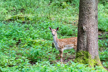 One deer in the green forest behind a tree stem