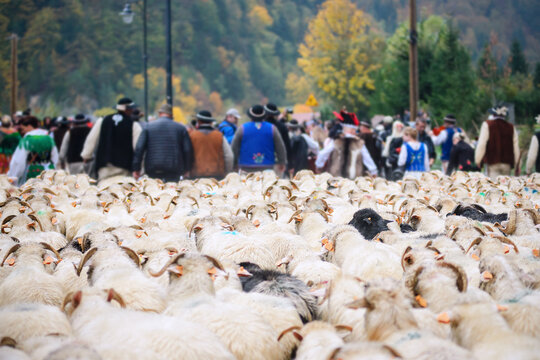 Redyk, Pieniny - jesienny spęd owiec. Sczawnica, 