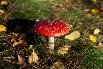 Poisonous amanita mushroom with big bright red cap hiding in green grass with yellow autumn leaves in forest