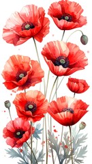 Obraz premium Watercolor poppy bouquet