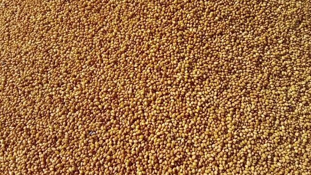 trifolium alexandrinum seeds pile show for sale in the market or Egyptian clover seed pattern background 