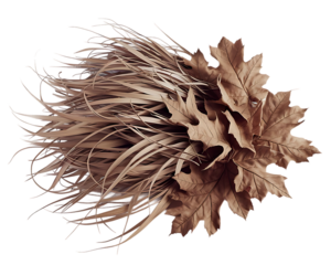 3d photorealistic arrangement of dried flowers feathers and autumn leaves for decorative display isolated on transparent background