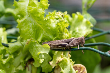 Gafanhoto (Schistocerca flavofasciata). Grilo. Inseto	