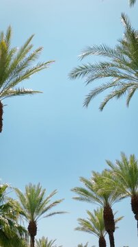 Camera looks up as it moves past rows a palm trees in Palm Springs California. Vertical Video.