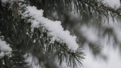 Snow-covered evergreen boughs create a serene winter scene.
