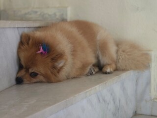 A small, shaggy, red-haired dog. A small Pomeranian.