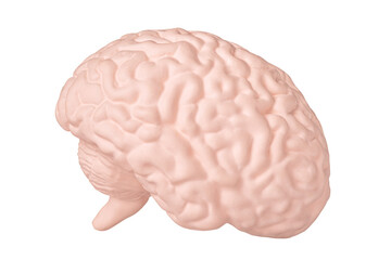 Human brain right hemisphere model isolated on white background close up. The concept of neurosurgery, health care