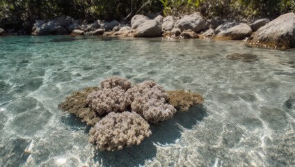 Shallow, clear water reveals coral reef formations, surrounded by rocks and sunlight