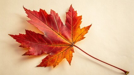 red maple leaf