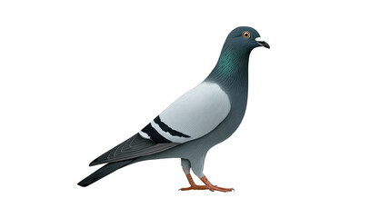 Obraz premium Pigeon bird animal wildlife urban grey feather beak eye standing side view isolated nature city avian domestic outdoors calm peaceful detailed realistic illustration single perched walking brown