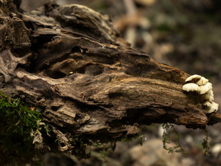 Rotten tree stump with white mushrooms in a dark forest, natural decay and woodland fungi close-up.