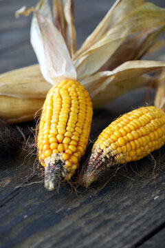 corn on the cob