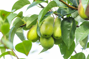 Ripe pears hanging on a tree branch covered with green leaves and fresh water drops. Natural fruit growing in orchard, symbol of harvest, freshness, and organic farming.