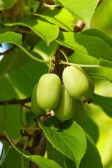 Close-up of hardy kiwi Actinidia arguta fruits growing on vine among green leaves in sunlight. Exotic small kiwifruit variety, natural organic plant rich in vitamins and antioxidants.