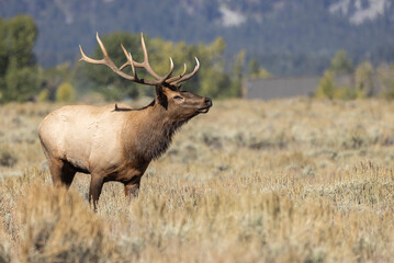 Bull Elk During the Rut in Grand Teton National Park Wyoming in Autumn
