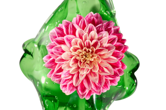 Pink dahlia flower in green liquid glass, isolated PNG, silo
