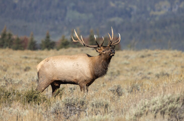 Bull Elk During the Rut in Grand Teton National Park Wyoming in Autumn