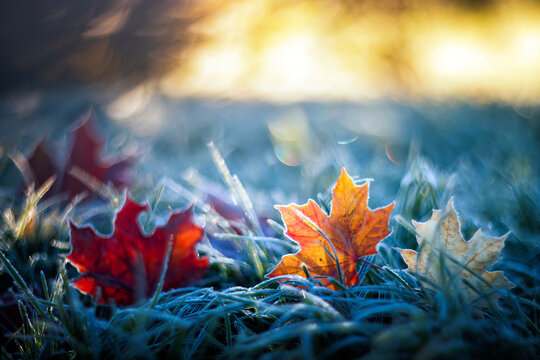 Artistic autumn landscape with bright multi-colored maple leaves lying on the grass covered with blue shiny crystals of hoarfrost on a frosty morning in the park - Powered by Adobe