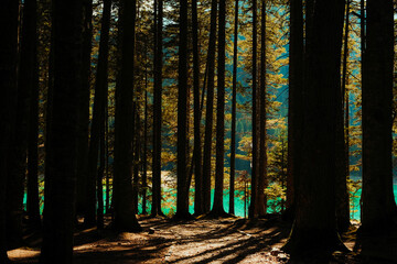 Fototapeta premium Sunlight filtering through tall pine trees in a dense forest with turquoise lake water glowing in the background, creating a calm and mysterious atmosphere
