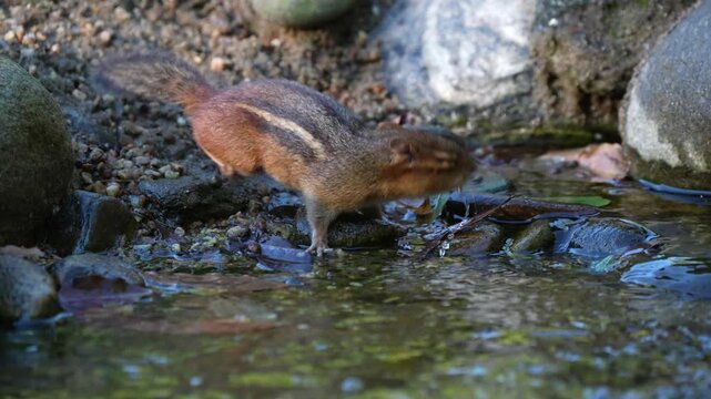 Toob Streifen-Backenhörnchen Figur – Handbemalt, Naturgetreu, 8,9 Cm Hoch, Aus Kunststofffrei Material