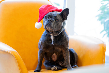 french bulldog dog wearing a santa claus hat at christmas