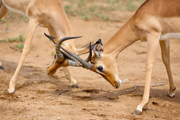 Zwei Impala Böcke beim Revierkampf