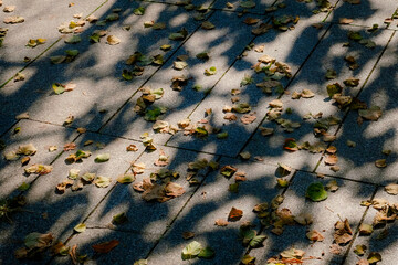 Fallen dry leaves scattered on a stone pavement with soft sunlight and tree shadows creating a calm and artistic autumn mood