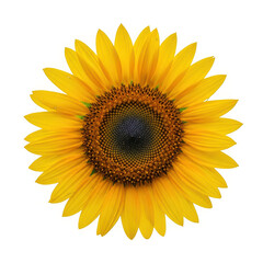 Fototapeta premium Closeup of a vibrant yellow sunflower with a dark center isolated on transparent background
