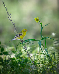 American Goldfinch