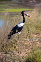 Sattelstorch