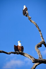 Schreiseeadler